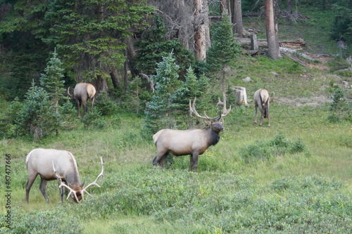 Several caribou in meadow by forest