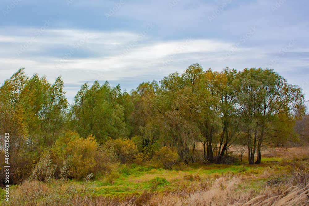 Beautiful autumn trees in cloudy weather. Vegetation of green and yellow colors. Autumn landscape with trees and grass.
Beautiful autumn trees in cloudy weather. Vegetation of green and yellow colors. Autumn landscape with trees and grass.