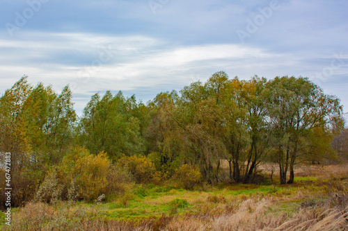 Beautiful autumn trees in cloudy weather. Vegetation of green and yellow colors. Autumn landscape with trees and grass. 