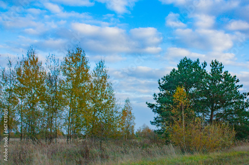 Green and yellow trees under a beautiful blue sky. Autumn landscape in clear weather.