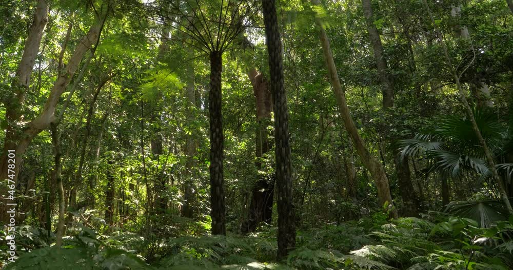 Tree ferns in rain forest wilderness ecosystem environment of Eastern Australia Tree ferns in rain forest wilderness ecosystem environment of Eastern Australia