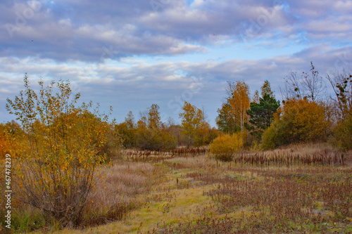 Yellow and green, autumn trees grow in a forest clearing. Autumn landscape on a cloudy day.