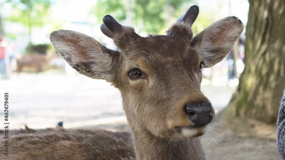 Slow motion of sika deer live freely in a Japanese Nara Park. A young wild Cervus nippon during spring season. Tourist attraction of Japan. Natural parks of the world.-Dan Slow motion of sika deer live freely in a Japanese Nara Park. A young wild Cervus nippon during spring season. Tourist attraction of Japan. Natural parks of the world.-Dan