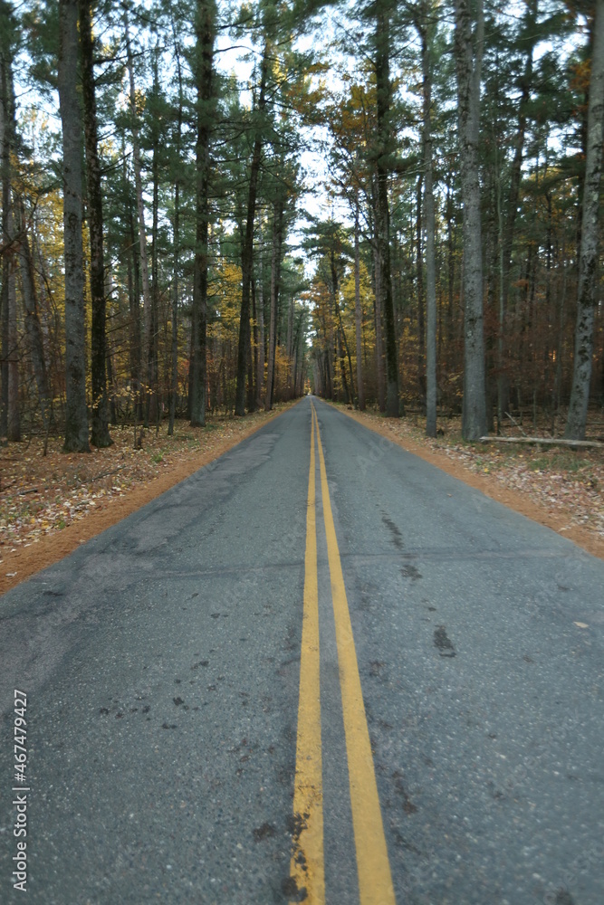 Obraz premium road in the forest