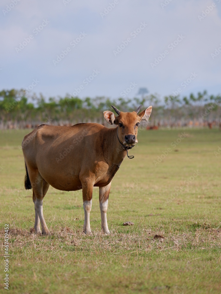animal in grass animal in grass