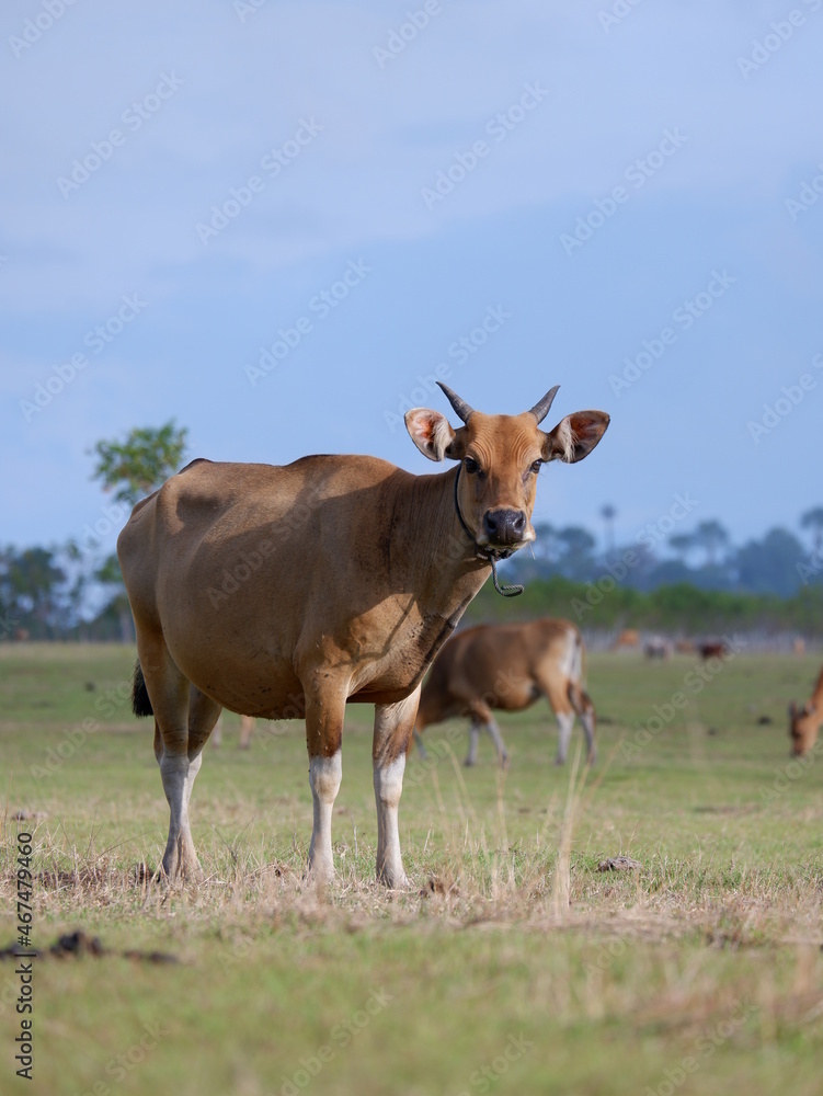 animal in grass animal in grass