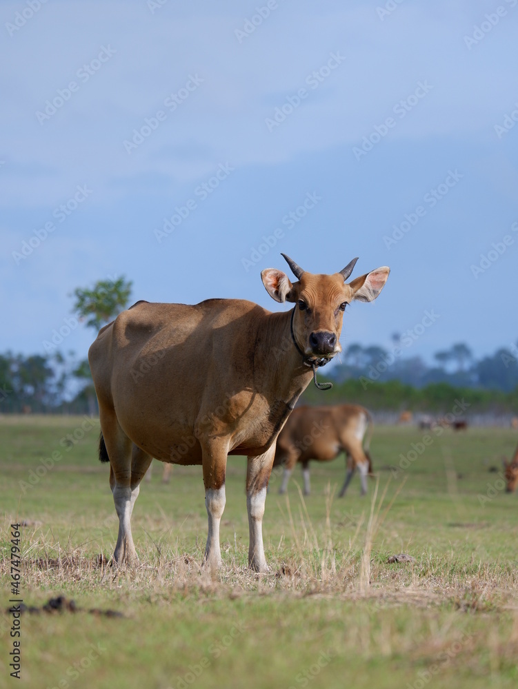 animal in grass