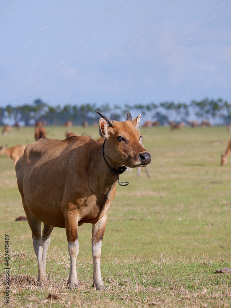 animal in grass