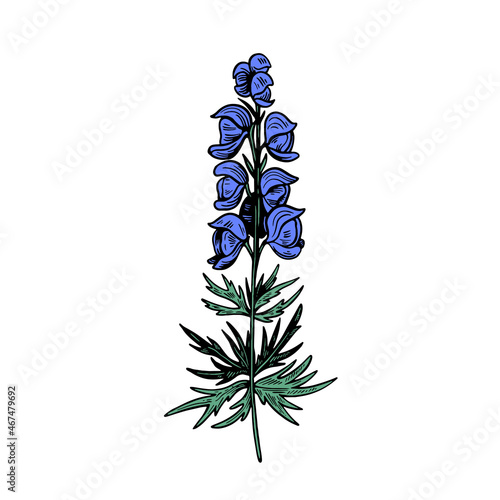 Poisonous plant Aconitum isolated on white background. Hand drawn vector illustration in engraving style.