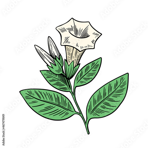 Poisonous plant Datura isolated on white background. Hand drawn colorful vector illustration in engraving style.
