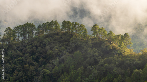 Fototapeta Naklejka Na Ścianę i Meble -  Aerial view tropical rain forest ecosystem and healthy environment concept and background, Texture of nature green tree forest in mountain.