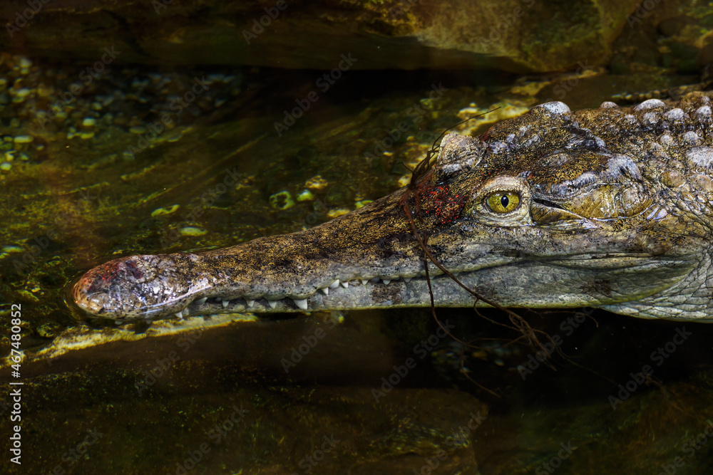 Thyroid crocodile on the surface of the pond. Thyroid crocodile on the surface of the pond.