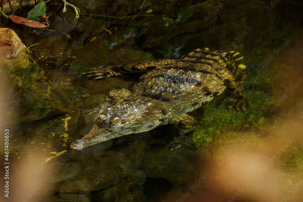 Fototapeta premium Thyroid crocodile on the surface of the pond.