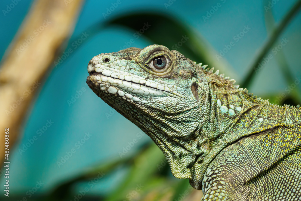 Moluccan agama in detail on the head. Moluccan agama in detail on the head.