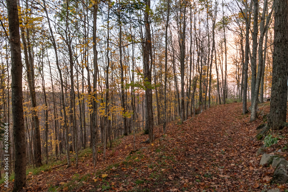 Fototapeta premium Autumn Gold Sunset through the Trees