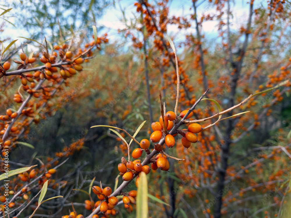 Ripe sea buckthorn berries on the bushes in the garden.