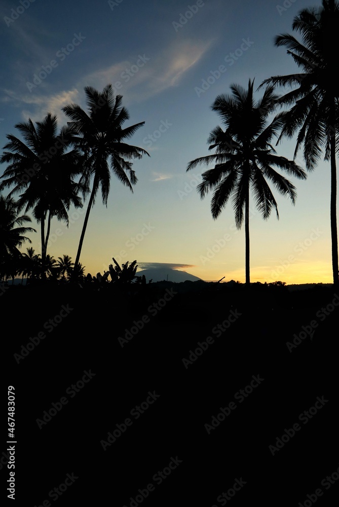 palm silhouette palm silhouette