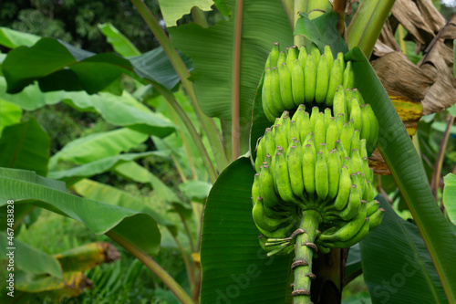 Unripe Banana bunch on the tree in the Farm, Indian Banana, Closeup shot.