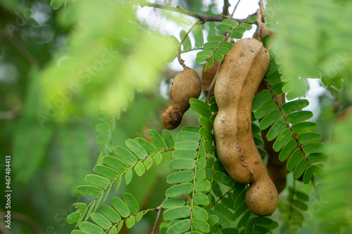 Sweet tamarind and leaf on the tree. Raw tamarind fruit hang on the tamarind tree in the farm with natural background