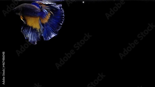 Wallpaper Mural Blue and yellow color Siamese fighting fish Torontodigital.ca