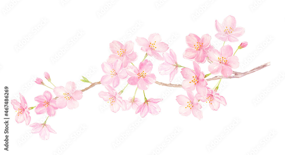 桜の枝　水彩イラスト　手描きアナログ