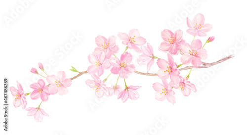桜の枝 水彩イラスト 手描きアナログ