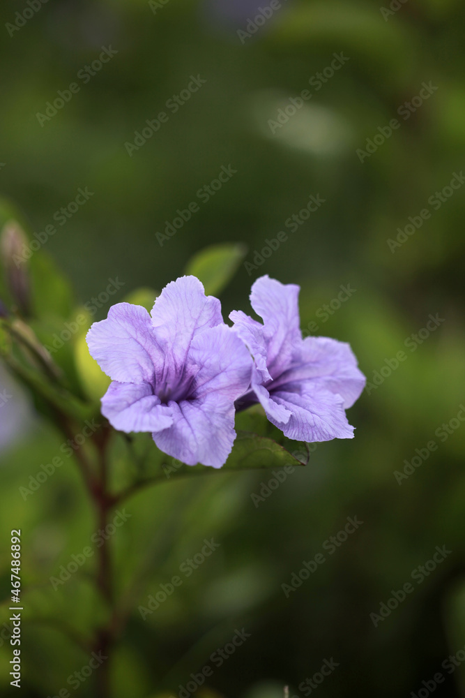 Purple trumpet flower or Ruellia tuberosa is plant originating from Mexico, the Caribbean and South America contains anthocyanin pigments