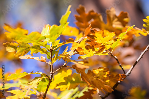 Fall Leaves