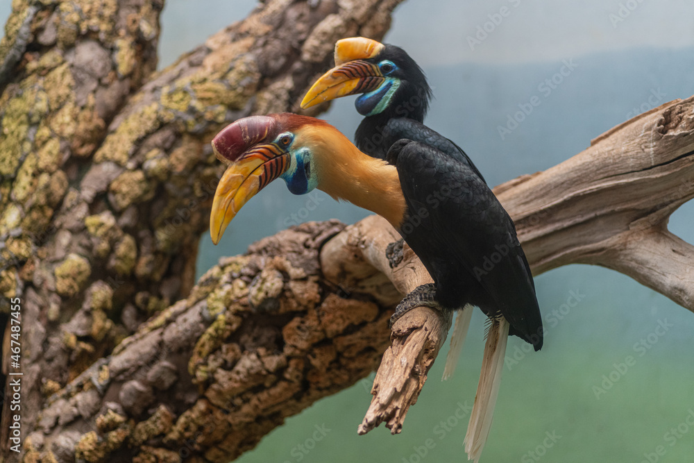 Obraz premium Wreathed hornbill