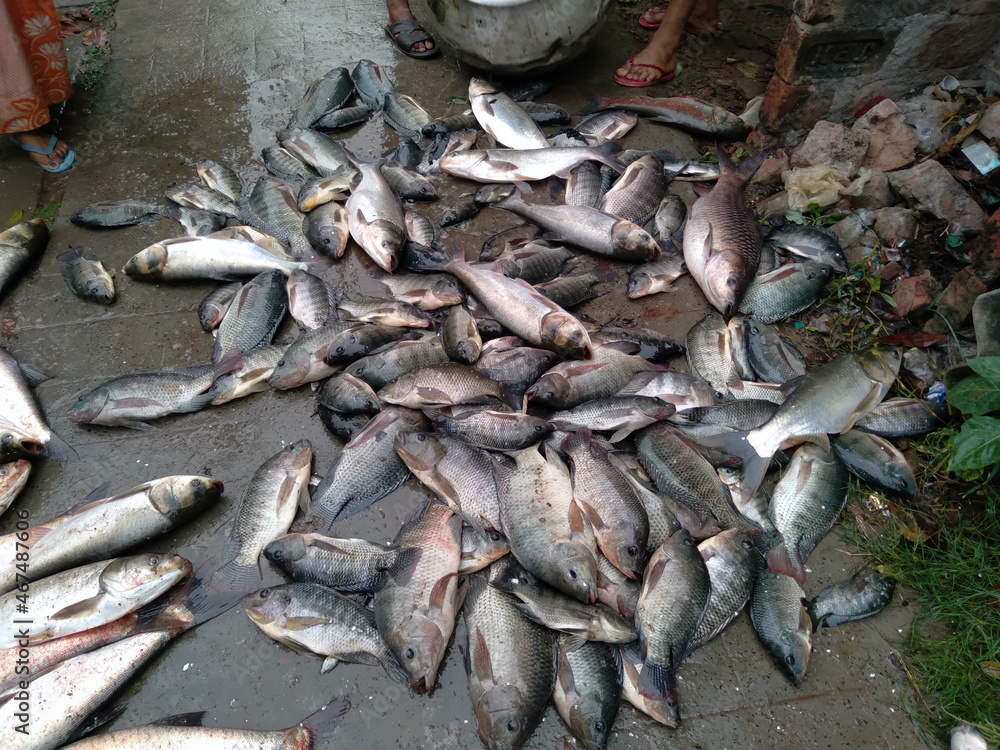 Freshly caught Indian fish sorted in a crate and kept for transport and sale in Kolkata, India