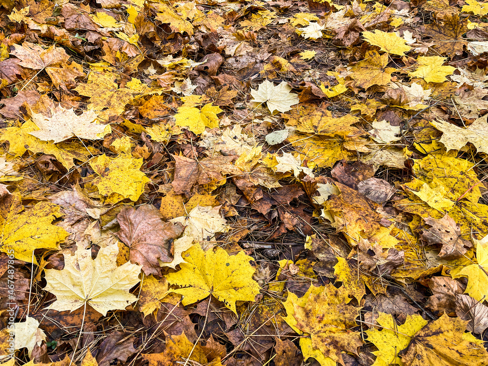 Fallen yellow leaves in the park in autumn. Nature background Fallen yellow leaves in the park in autumn. Nature background