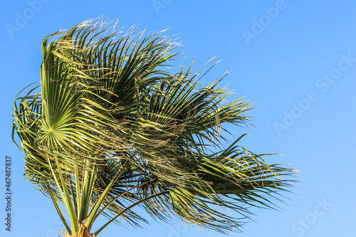 Palm tree in the wind on blue sky background in summertime. Summer holiday and tropical nature concept.