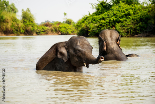 Young Elephant Playing in the Rive Running to Camera From the River