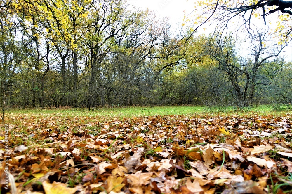 Autumn forest leaves photos, pictures autumn forest Autumn forest leaves photos, pictures autumn forest