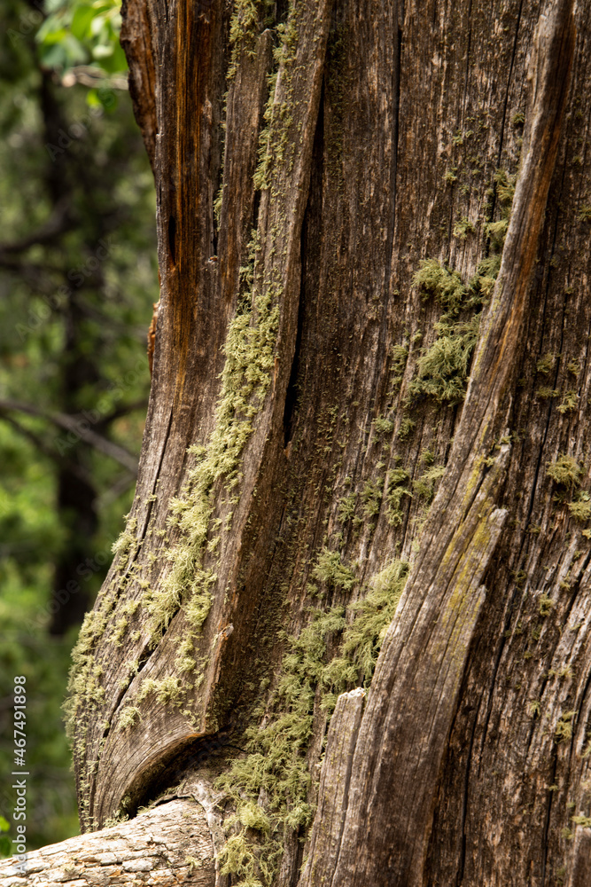 texture, old tree covered in moss