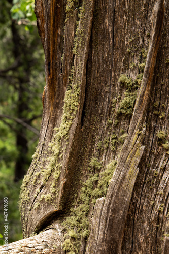 texture, old tree covered in moss