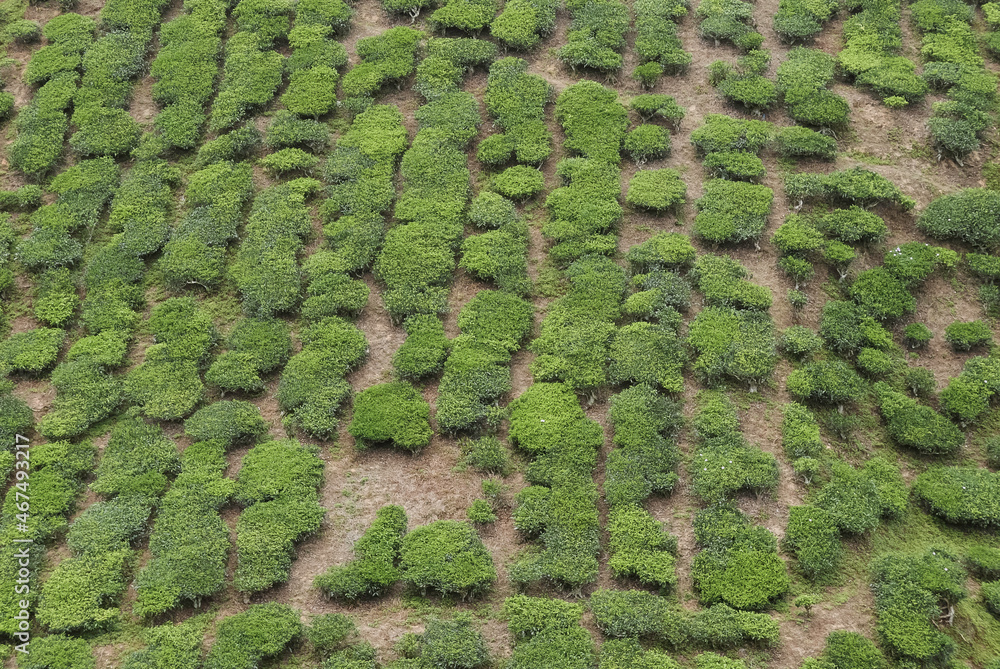 Aerial view of tea plantation.