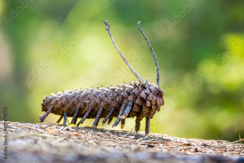 Käpylehmä aka. pinecone bug photo