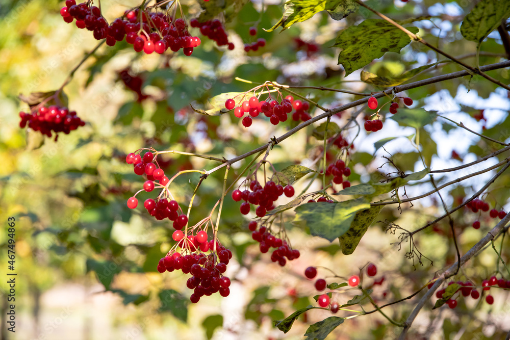 Obraz premium viburnum