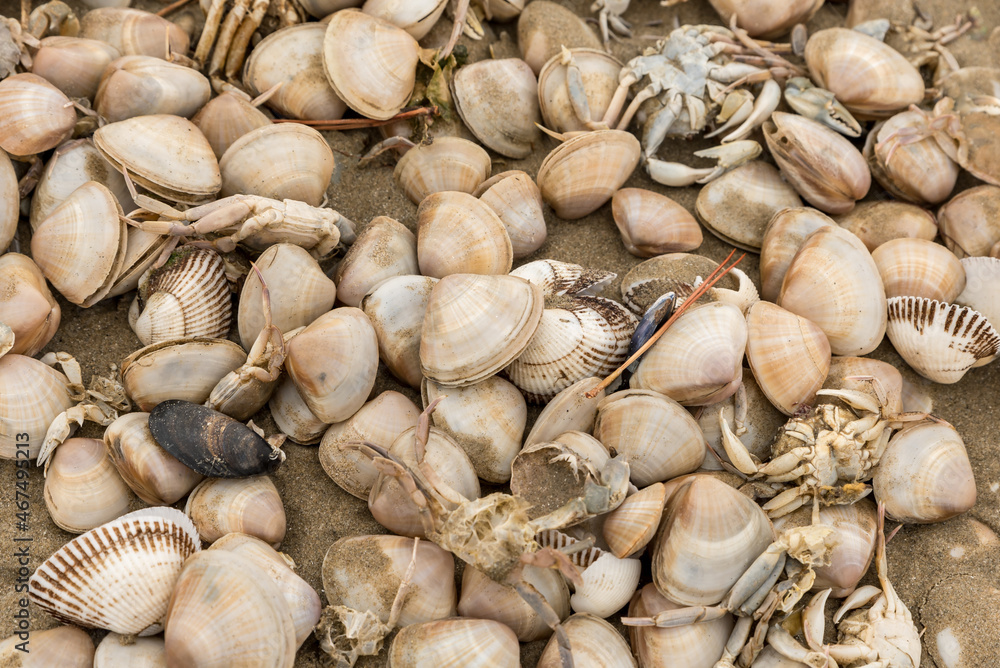 Shells and dead crabs on the shore Shells and dead crabs on the shore