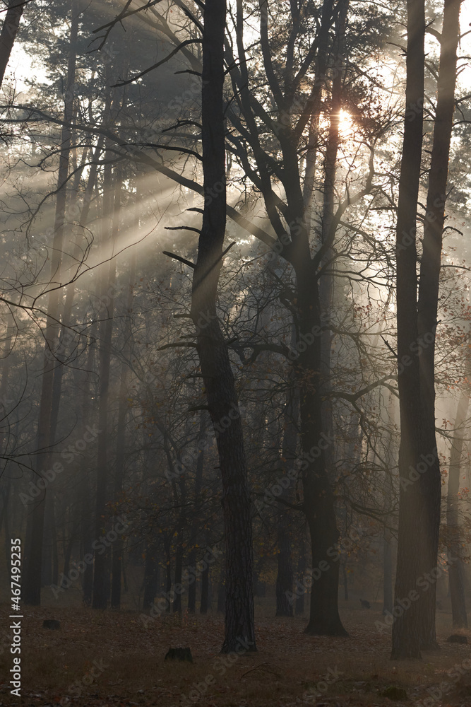 Sunlight rays going through trees and mist Sunlight rays going through trees and mist
