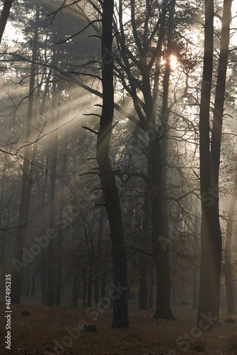 Sunlight rays going through trees and mist