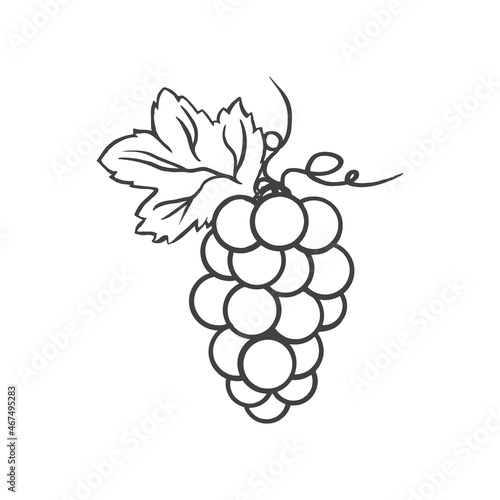 Grape vector illustration, line art decorative berry, hand drawn ink doodle vine isolated on white, for design cosmetic, greeting card, invitation, harvest festival, organic food restaurant menu