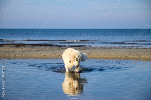 White Golden Retriever Fishing in the Baltic Sea in October