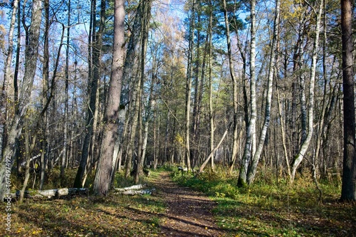Path in a Forest in Latvia in Late Autumn on a Sunny Day