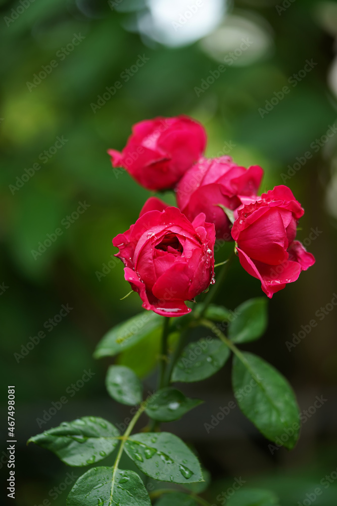 Close up Red eden.Climbing Rose flower. Close up Red eden.Climbing Rose flower.