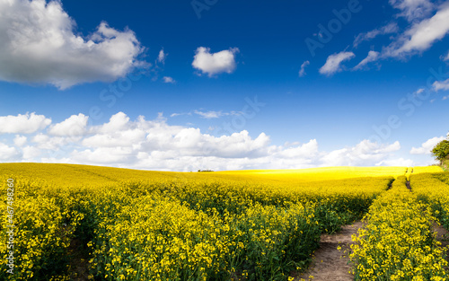 Fototapeta Naklejka Na Ścianę i Meble -  yellow rapeseed field