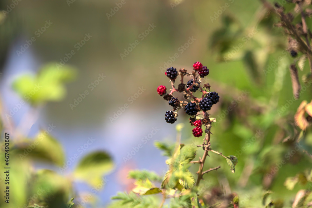 Ripe wild blackberries closeup on a blurred background Ripe wild blackberries closeup on a blurred background