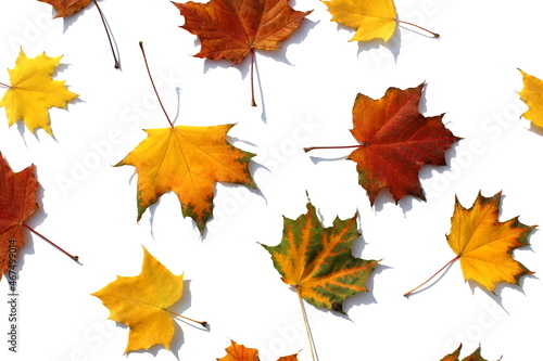 Texture from beautiful autumn leaves on a white isolated background.