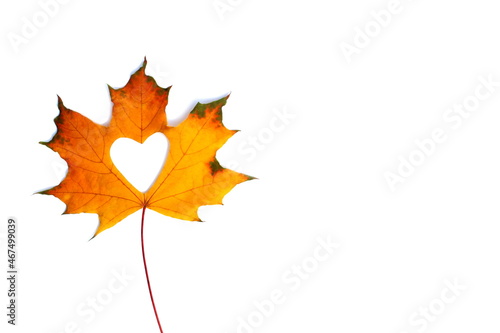 A yellow maple leaf with a heart carved in the middle lies on an isolated background.
